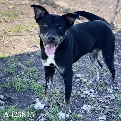 Photo of Murray, adoptable Labrador Retriever in Conroe, Texas