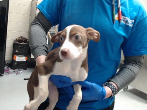 Photo of A434504, adoptable Pit Bull Terrier in Fayetteville, North Carolina