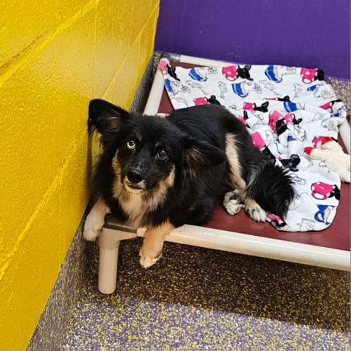 Photo of Reindeer, adoptable Chihuahua in Metairie, Louisiana
