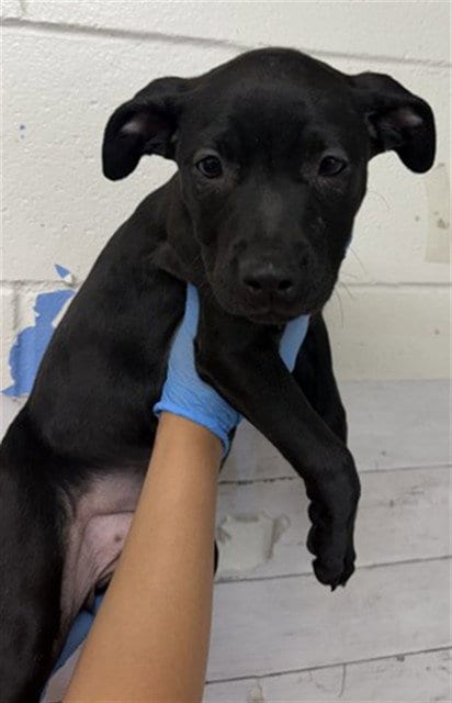 Photo of Trixie, adoptable Pit Bull Terrier in San Bernardino, California