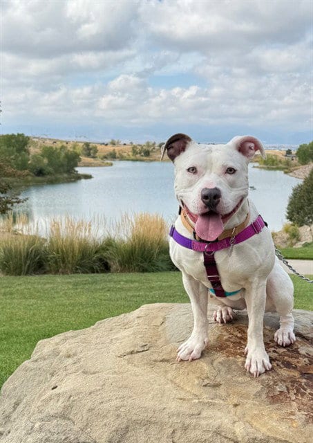 Photo of Bella Ann, adoptable Pit Bull Terrier in Brighton, Colorado