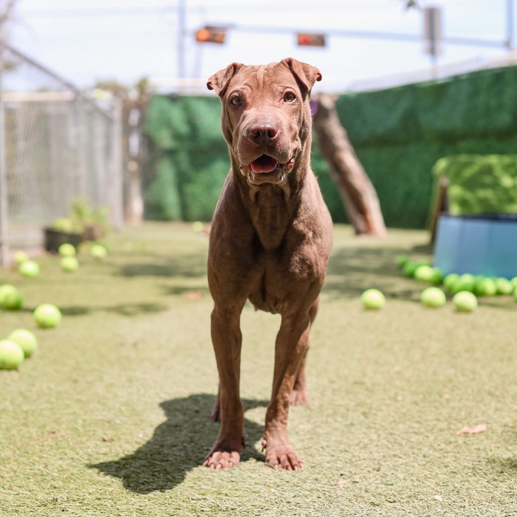Photo of Dawn, adoptable Mixed Breed (Medium) in Dallas, Texas