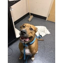 Photo of Ruger, adoptable Boxer in Roseville, California