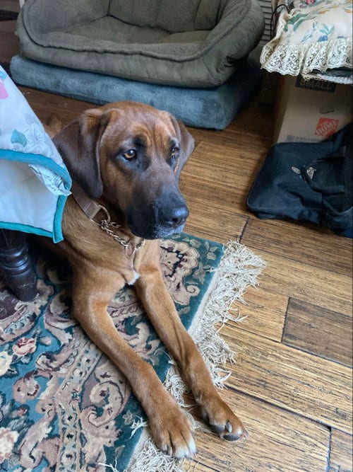 Photo of Merida, adoptable Redbone Coonhound in Ball Ground, Georgia