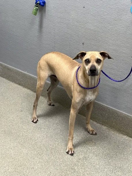 Photo of Junie, adoptable Pit Bull Terrier in Las Vegas, Nevada