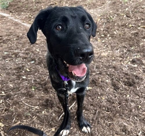 Photo of Waluigi, adoptable Labrador Retriever in Denver, Colorado
