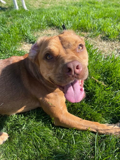 Photo of Caillou, adoptable Terrier in Springdale, Pennsylvania