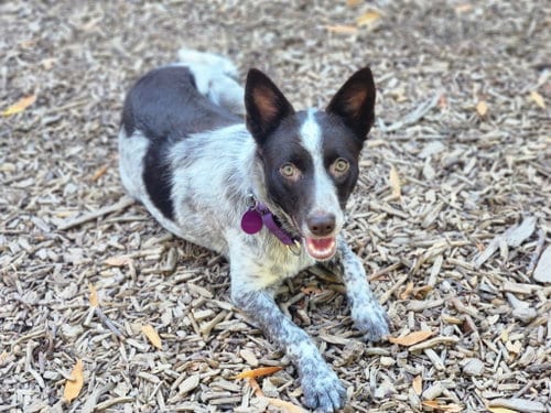 Photo of Reba, adoptable Australian Cattle Dog/Blue Heeler in Paso Robles, California