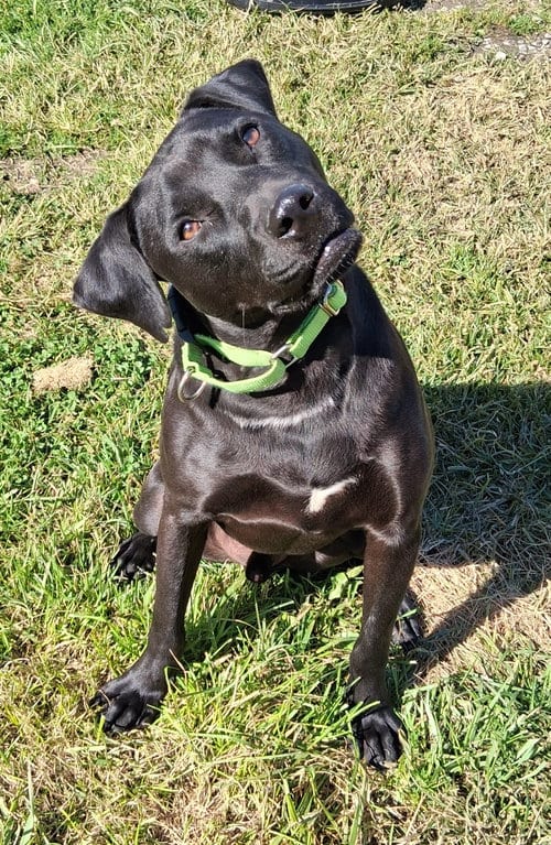 Photo of Tasty Waffles (has video), adoptable Black Labrador Retriever in Cuyahoga Falls, Ohio