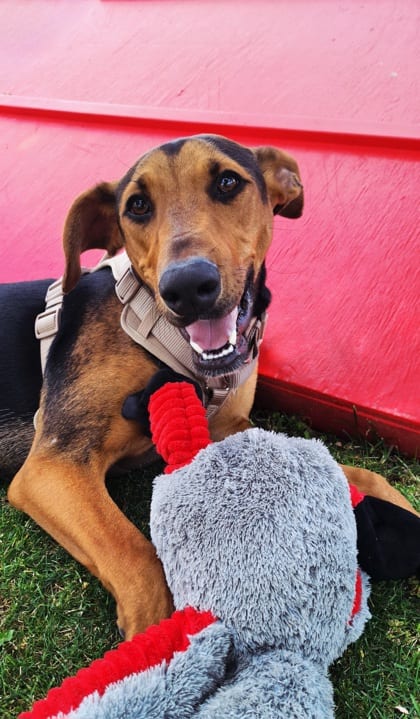 Photo of Daisy, adoptable Coonhound/Doberman Pinscher in Bakersfield, California