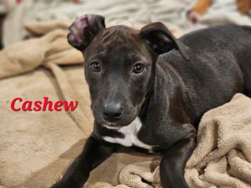 Photo of Cashew - Nut Litter, adoptable Labrador Retriever in Sheboygan, Wisconsin