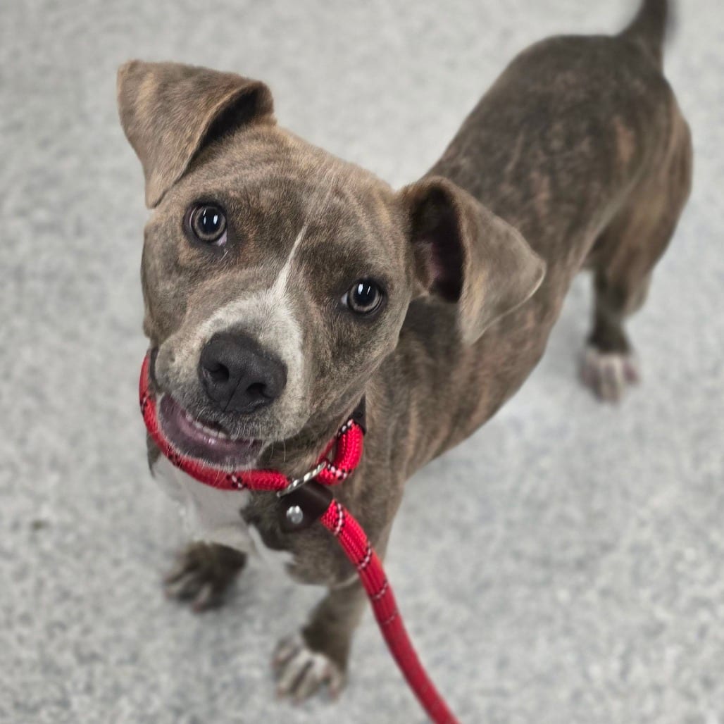 Photo of Misha, adoptable Terrier, Pit Bull / Mix in East Hanover, New Jersey