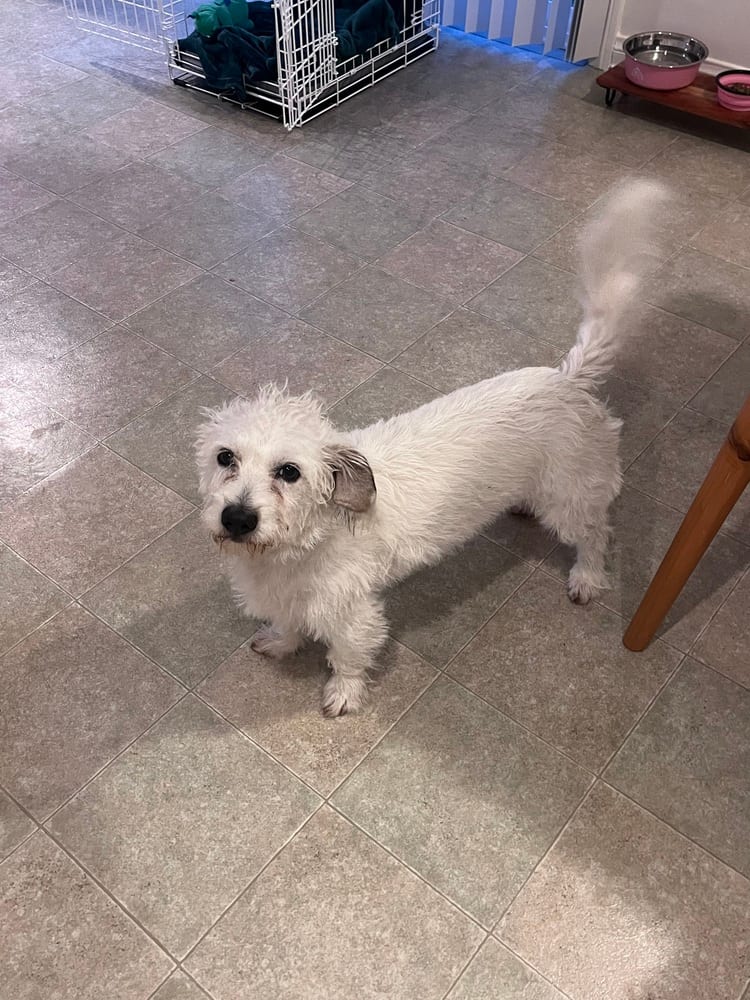 Photo of Chip, adoptable Maltese in Dana Point, California