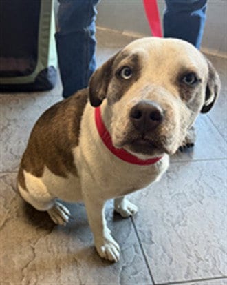Photo of Bonnie, adoptable Staffordshire Bull Terrier in Los Angeles, California