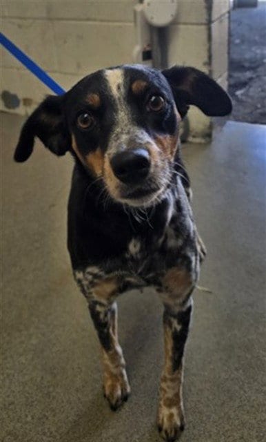Photo of Dove, adoptable Catahoula Leopard Dog in San Bernardino, California