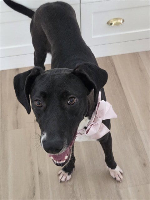 Photo of Antonia, adoptable Great Dane in Conroe, Texas