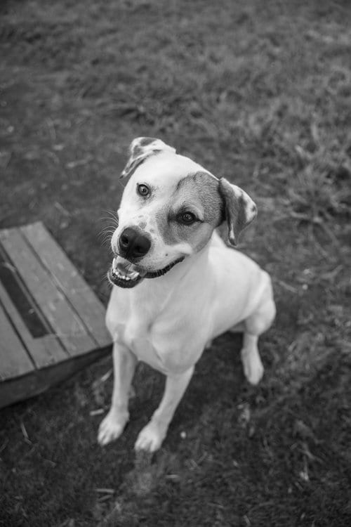 Photo of Levi, adoptable American Foxhound in Calhoun, Georgia