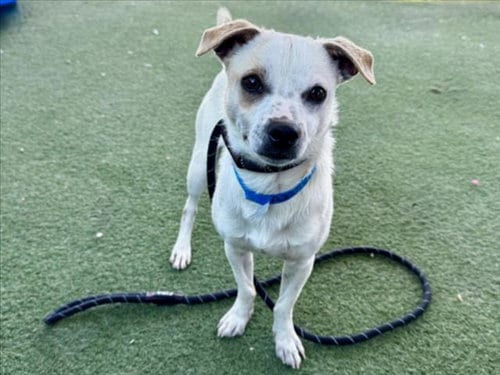 Photo of Yoshi, adoptable Chihuahua in Los Angeles, California