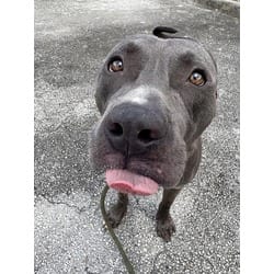 Photo of Bowser, adoptable American Bulldog in Doral, Florida