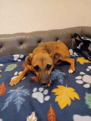 Photo of Carmel, adoptable Chihuahua - Smooth Coated and Jack (Parson) Russell Terrier