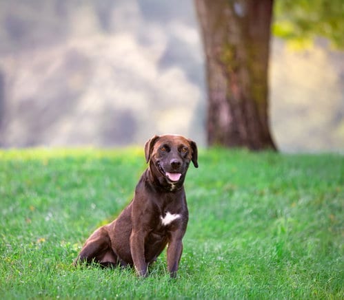 Photo of Lara, adoptable Labrador Retriever in Unionville, Pennsylvania