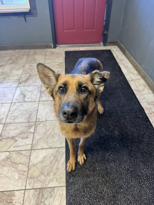 Photo of Tifa, adoptable German Shepherd Dog in Leavenworth, Kansas