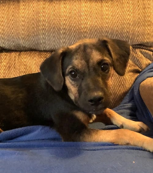Photo of Wilma, adoptable Labrador Retriever in Yardley, Pennsylvania