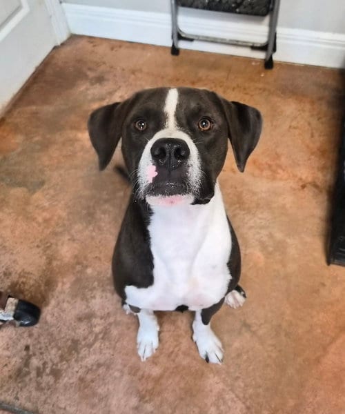 Photo of Cheech, adoptable Labrador Retriever in Bolivar, Missouri