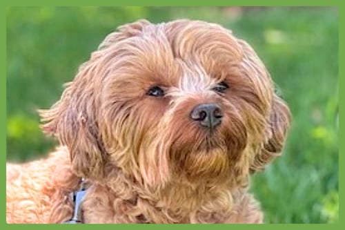 Photo of Marco, adoptable Maltese in Amherst, Massachusetts