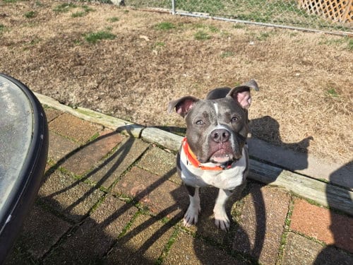 Photo of Sherm, adoptable Terrier in St. Louis, Missouri