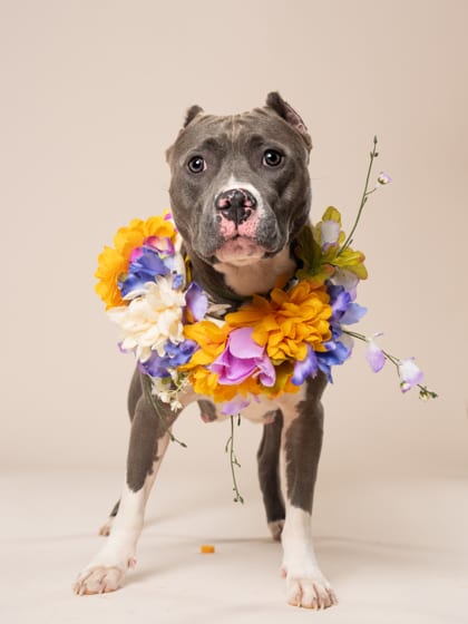 Photo of Giselle, adoptable dog in Atlanta, Georgia