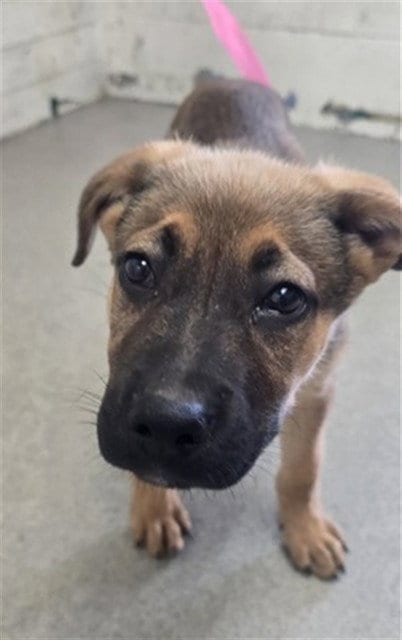 Photo of Eugene, adoptable German Shepherd Dog in San Bernardino, California