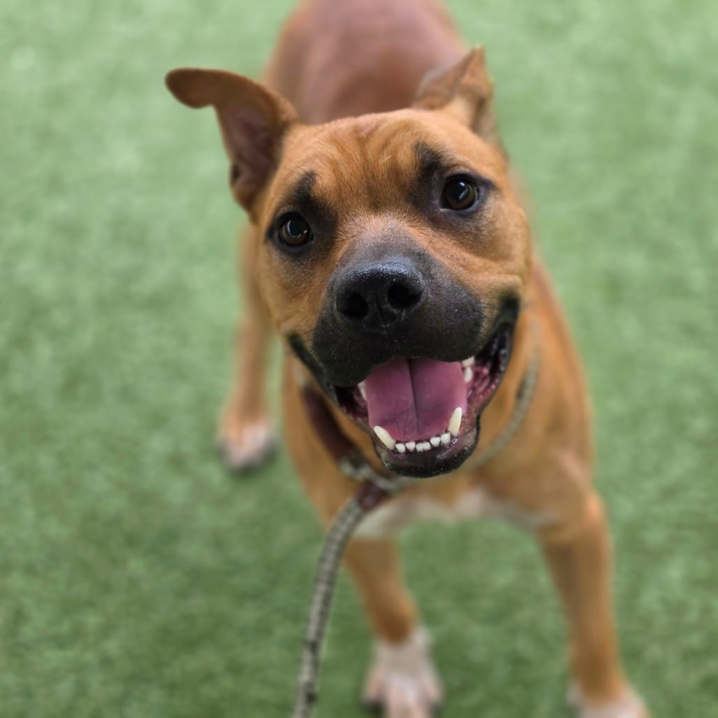 Photo of Roro, adoptable Mixed Breed (Medium) in Greensboro, North Carolina