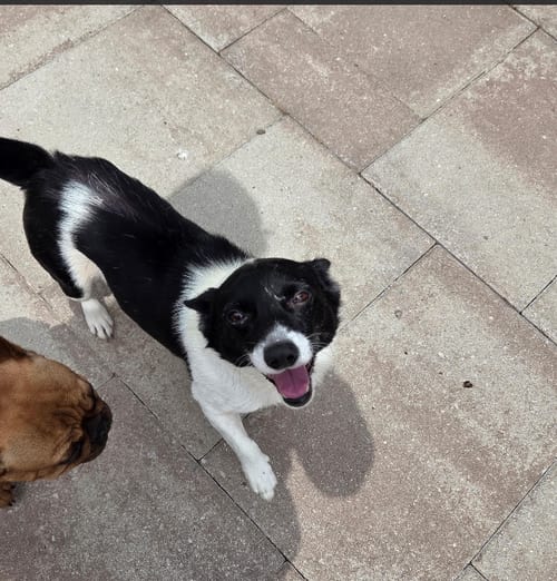 Photo of Darren in TX, adoptable Unknown breed (short coat) in Cranston, Rhode Island