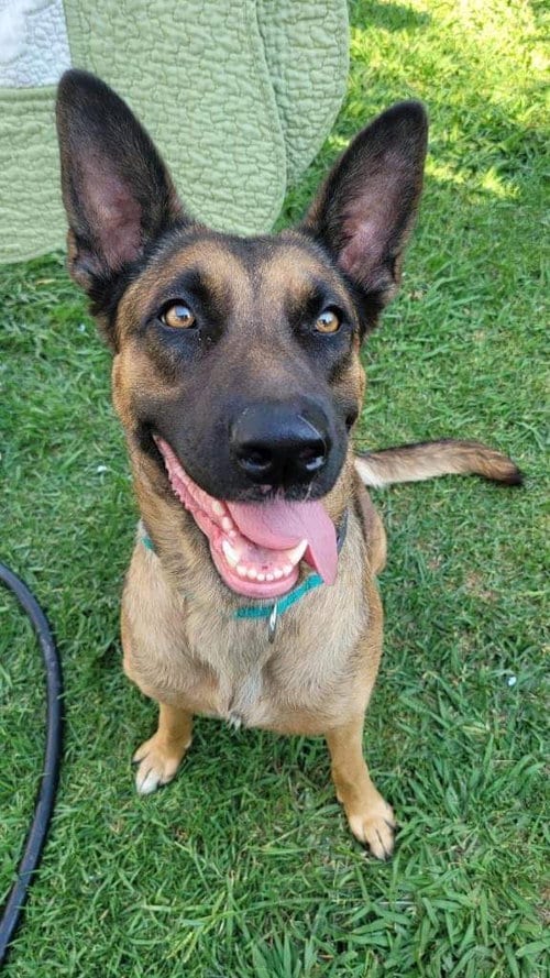 Photo of Sophia, adoptable Belgian Shepherd Malinois in Dana Point, California