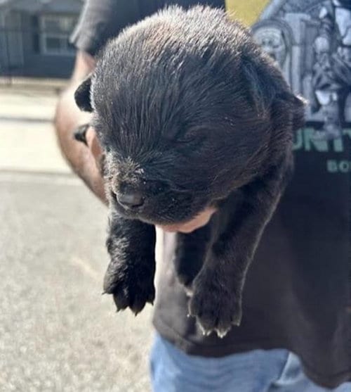 Photo of A663169, adoptable Labrador Retriever in Houston, Texas