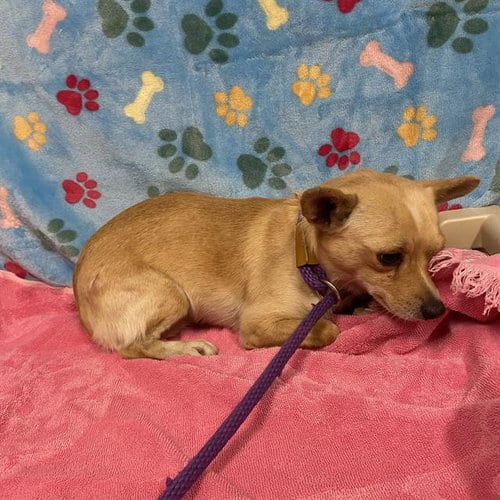 Photo of A614677, adoptable Chihuahua in Modesto, California