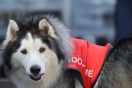 Photo of Bob, adoptable Unknown breed (medium coat) in Walnut Creek, California