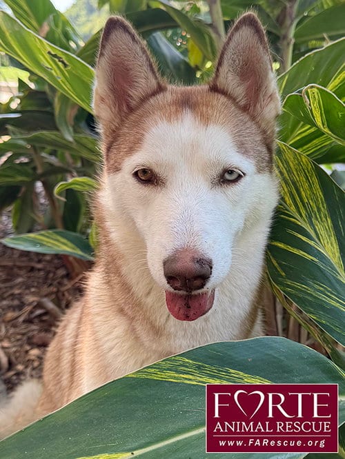 Photo of Mabel, adoptable Siberian Husky in Marina del Rey, California
