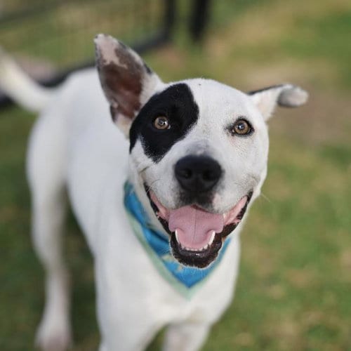 Photo of Natasha, adoptable Terrier in San Antonio, Texas