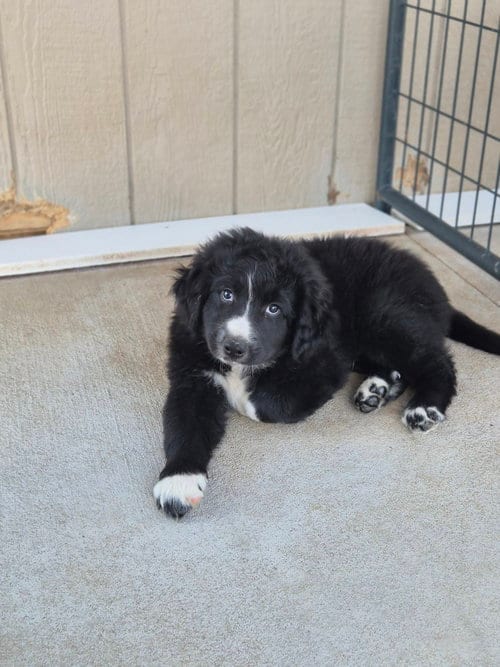 Photo of Frick, adoptable Border Collie in Bolivar, Missouri