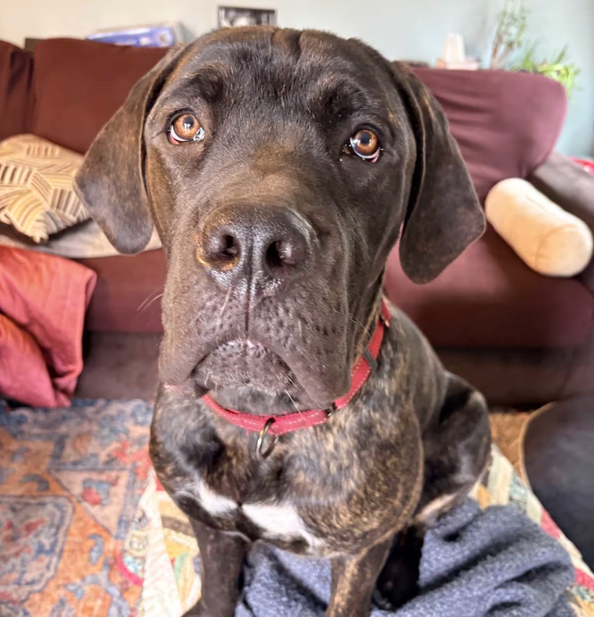 Photo of Cesar, adoptable Cane Corso in Allen Park, Michigan