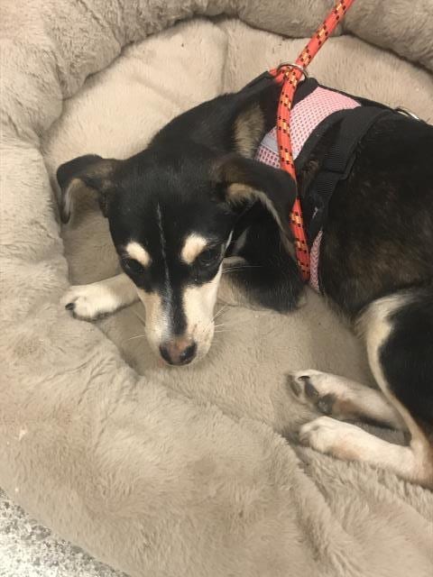 Photo of A433479, adoptable Siberian Husky in Conroe, Texas