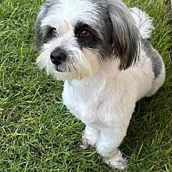Photo of Rubi, adoptable Lhasa Apso in Framingham, Massachusetts