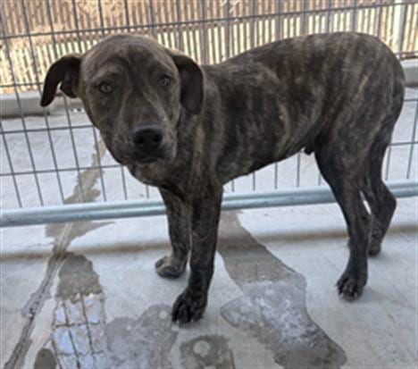 Photo of Rio, adoptable Pit Bull Terrier in Ukiah, California