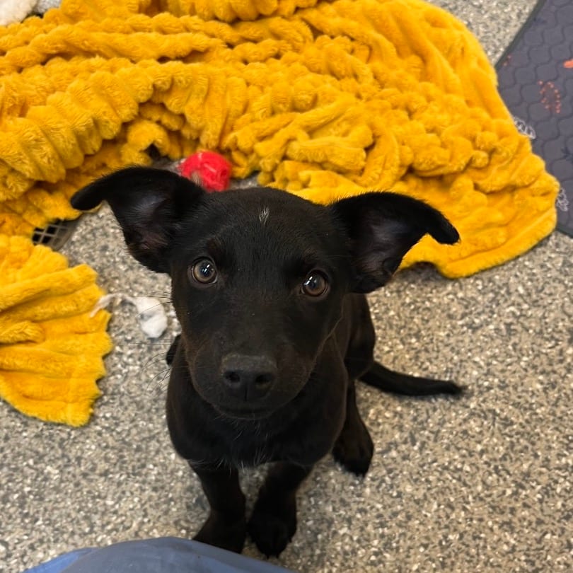 Photo of Sugar, adoptable Terrier, Pit Bull / Mixed Breed (Medium) in Kanab, Utah