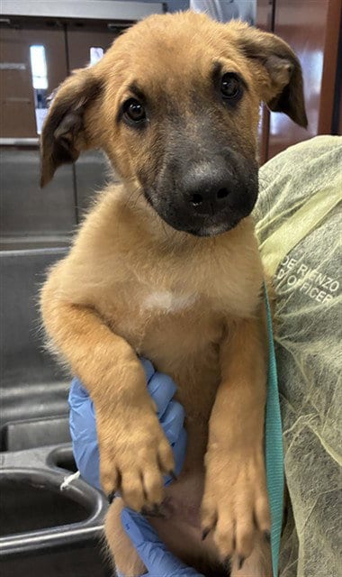 Photo of Donkey, adoptable German Shepherd Dog in Phoenix, Arizona