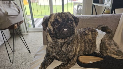 Photo of Niles, adoptable Pug in Indianapolis, Indiana