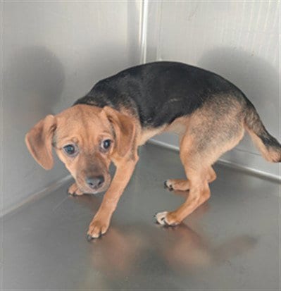 Photo of Mimi, adoptable Yorkshire Terrier Yorkie in Baldwin Park, California