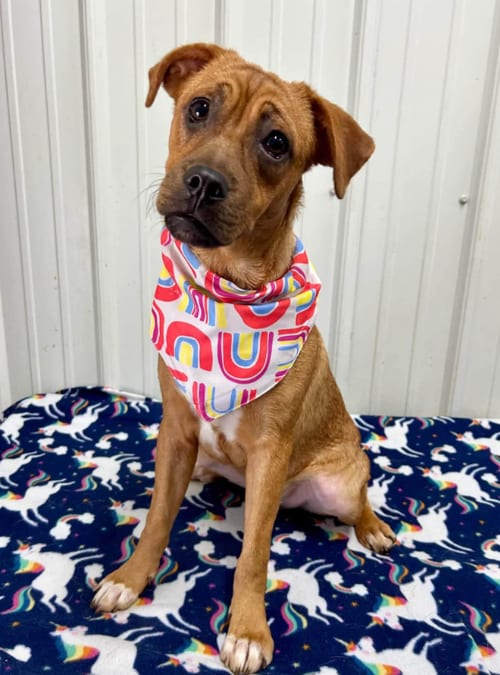 Photo of Nino, adoptable Boxer in Brooklyn Center, Minnesota